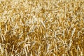 Ears of ripe wheat close up on plantation Royalty Free Stock Photo