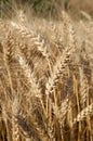 Ears of ripe wheat corn on a field Royalty Free Stock Photo