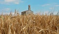 Ears of ripe wheat in a field under a summer sky in Italy. Ancient countryside church on background Royalty Free Stock Photo