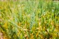 Ears of ripe wheat grown in an orchard