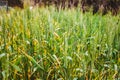 Ears of ripe wheat grown in an orchard