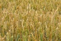 Ears of Ripe Wheat, Norfolk, UK Royalty Free Stock Photo