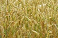 Ears of Ripe Wheat, Norfolk, UK Royalty Free Stock Photo