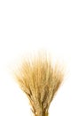 Ears of ripe yellow wheat on white background close-up Royalty Free Stock Photo