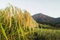 Ears of ripened rice crop. Agriculture Harvest Season concept