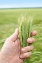 Ears of rye