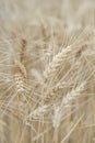 Ears of rye in the field Royalty Free Stock Photo