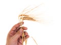 Ears of rye in the hands Royalty Free Stock Photo