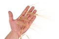 Ears of rye in the hands Royalty Free Stock Photo