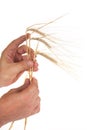 Ears of rye in the hands Royalty Free Stock Photo