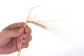 Ears of rye in the hands Royalty Free Stock Photo