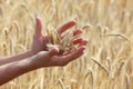 ears of rye on hands, blur rye filed in background Royalty Free Stock Photo