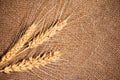 Ears of rye on the sacking background Royalty Free Stock Photo