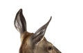 Ears shot on a doe, Female red deer, isolated Royalty Free Stock Photo