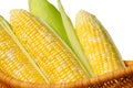 Ears of sweet corn, isolated