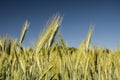 The ears of triticale and blue sky Royalty Free Stock Photo