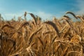 Ears of triticale on the field and blue sky Royalty Free Stock Photo