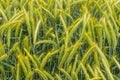 Ears of triticale in a field plantation. Full frame of growing crops on a field before harvest Royalty Free Stock Photo