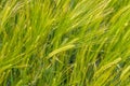 Ears of two-row barley in an agricultural field Royalty Free Stock Photo