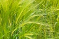 Ears of two-row barley with long spikes Royalty Free Stock Photo