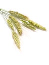 Ears of wheat Royalty Free Stock Photo