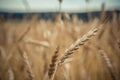 spike of wheat close up on the background of a ash field Royalty Free Stock Photo