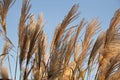 ears of wheat against blue sky Royalty Free Stock Photo