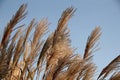 ears of wheat against blue sky Royalty Free Stock Photo