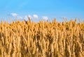 Ears of wheat against blue sky. Like Ukrainian flag. Ripened grains
