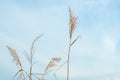 Ears of wheat against the blue sky. Phragmites against the sky. reed layer, reed seeds. Golden reed grass in the fall in the sun.