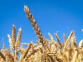 Ears of wheat against blue sky Royalty Free Stock Photo