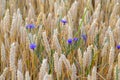 Ears of wheat amongst blue flowers and a ladybug hiding Royalty Free Stock Photo