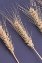 Ears of wheat arranged in a row isolated on black background. Royalty Free Stock Photo