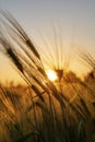 Ears of Wheat or Barley at Golden Sunset or Sunrise Royalty Free Stock Photo