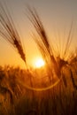 Ears of Wheat or Barley at Golden Sunset or Sunrise Royalty Free Stock Photo
