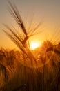 Ears of Wheat or Barley at Golden Sunset or Sunrise Royalty Free Stock Photo