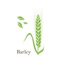 Ears of Wheat, Barley or Rye vector visual graphic icons, ideal for bread packaging, beer labels etc Royalty Free Stock Photo