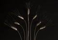 Seven ears of wheat on a black background Royalty Free Stock Photo
