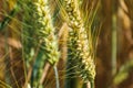 Ears of wheat in a cereal field in summer, stem and grain Royalty Free Stock Photo