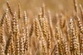 Ears of wheat in a cereal field in summer, stem and grain Royalty Free Stock Photo