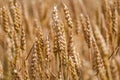 Ears of wheat in a cereal field in summer, stem and grain Royalty Free Stock Photo