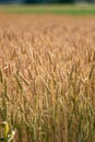 Ears of wheat in a cereal field in summer, stem and grain Royalty Free Stock Photo