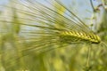 Ears of wheat close-up in the field. Natural natural background on a sunny day Royalty Free Stock Photo