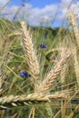 Ears of wheat close-up