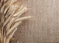 Ears of wheat and corn border burlap background Royalty Free Stock Photo