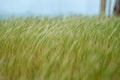 Ears of wheat crop on the field on spring day. Close up of Green barley field in countryside. Spikelets of rye swaying Royalty Free Stock Photo