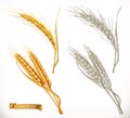 Ears of wheat. 3d realism and engraving styles. Vector