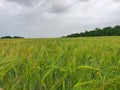 ears of wheat