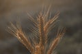 Ears of wheat Royalty Free Stock Photo