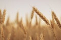 Ears of wheat in the field. backdrop of ripening ears of yellow